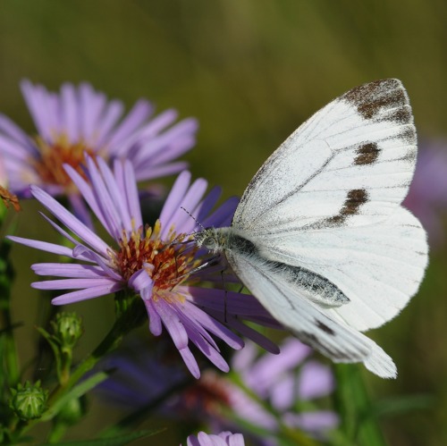 Ein Garten für Schmetterlinge